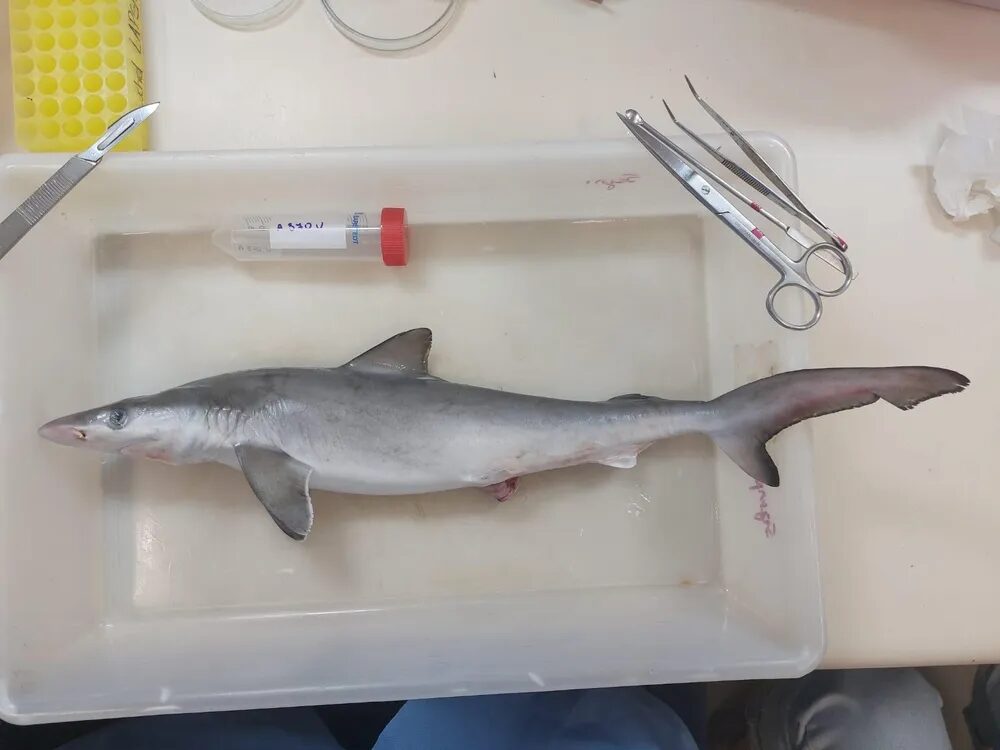 Photo of Sharpnose Shark by Rachel Ann Hauser-Davis